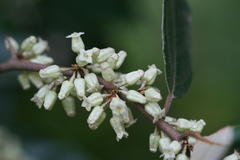 Elaeagnus kologa